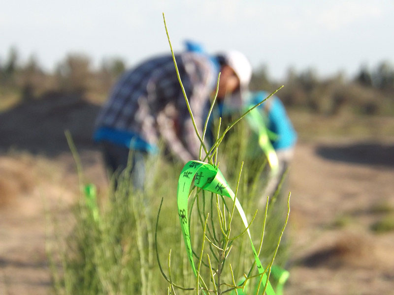 7��14����������ҁ��������֌���ٛ�ߵľG�z��ϵ��������������ͽz����ꖹ����ҫ���W���Gɫ�Ĺ�â��