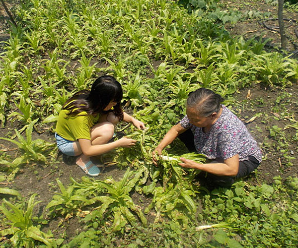 ��������æ�_�y��ժ�Ĳ˲��ϸ���ժ��Ч�ʵ�����(j��ng)�^(gu��)������Ϥ��ָ��(d��o)���ܿ��(du��)�T���M(j��n)���ˠ�B(t��i)��