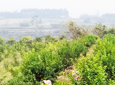 �������ܵ��l(xi��ng)�����ǰ���ӷ��s����������ؚ�F����С����ͨ�^���������(y��u)���Ľ�(j��ng)��(j��)��������׃��ؚ�F��ò������̽۴��S�գ���ɵ��r(n��ng)��@�����S������롭