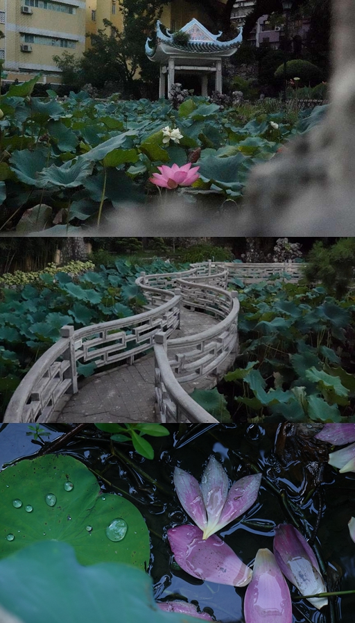 盧廉若公園。人民網(wǎng) 唐佳 攝