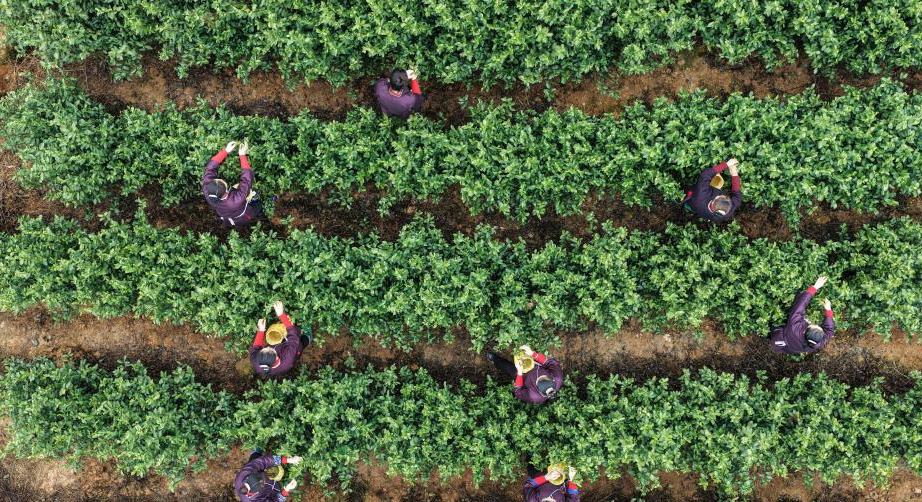 廣西三江：立春過(guò)后搶采早春茶