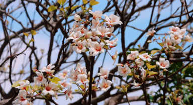 春日浪漫！看油桐花在暖陽裡綻放