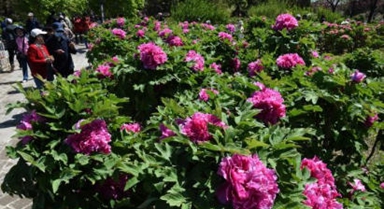 北京圓明園：谷雨賞牡丹