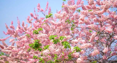 云南石屏神黃豆花盛放