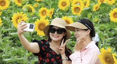 安徽淮北:芬芳夏日葵花開
