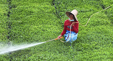 江西泰和:夏茶管護