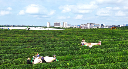 江西贛江新區(qū):機(jī)采夏茶忙